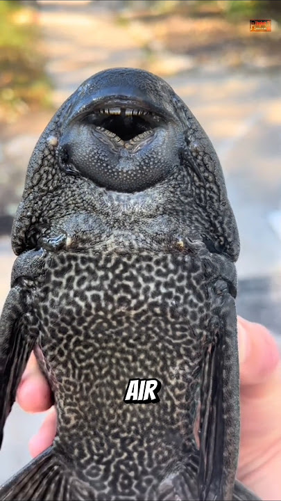 Why can janitor fish come back to life😱