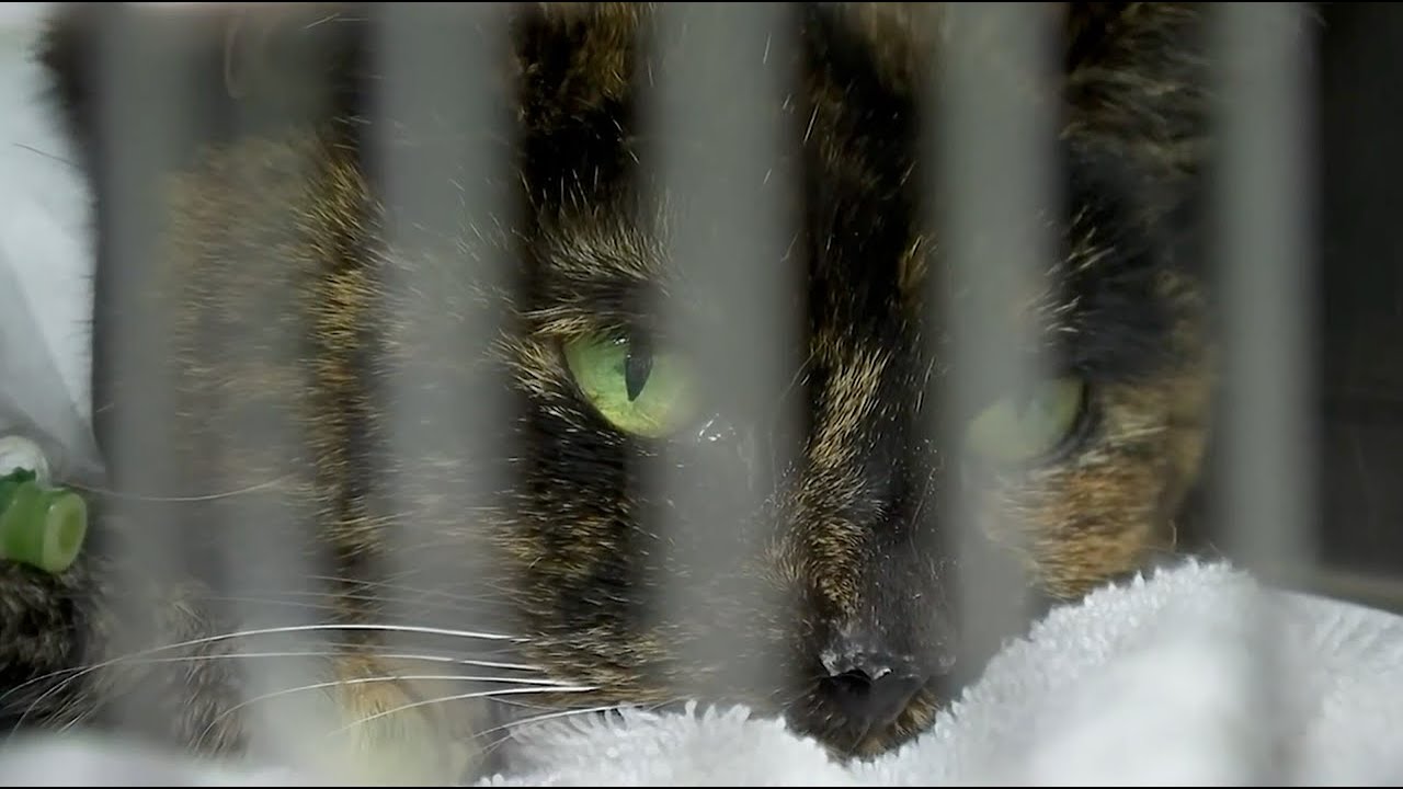 Holiday plants safe for pets: what to avoid this season