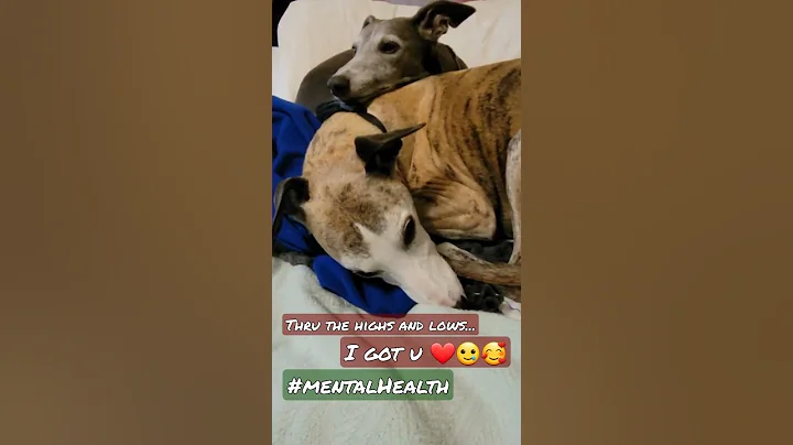 Gina comforting Tigger during bout of ANXIETY|MY rescue whippets #dog #love #mentalhealth #shorts