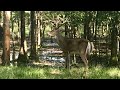 Got to visit NEW FRIENDS and OMG!!! I like BIG BUCKS AND I CAN NOT LIE. 🦌 😁9-26-19