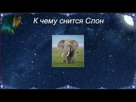 Video: Šta znači kada sanjate slona?