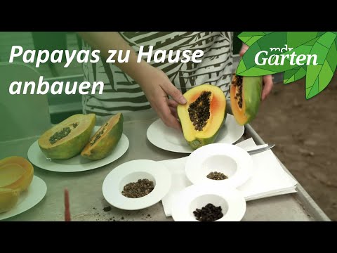 Video: Meine Papaya hat Samen: Was verursacht kernlose Papayafrüchte?