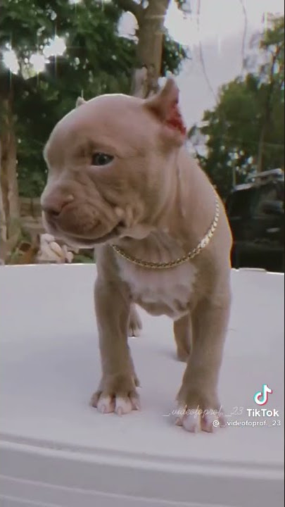 bitch i got it off the muscle pit bulls