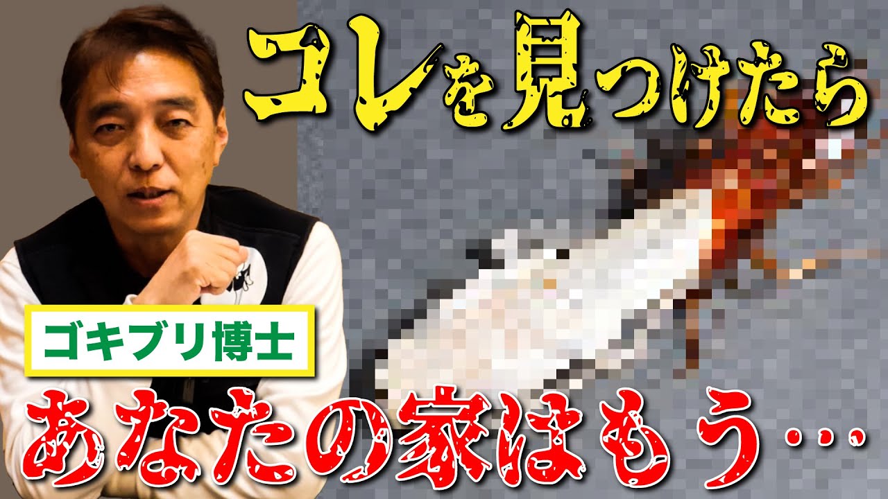 【大量発生!?】ゴキブリの生態解説 vol1【ゴキブリ博士】【飲食店】【大量発生】 YouTube 【大量発生!?】ゴキブリの生態解説 vol1【ゴキブリ博士】【飲食店】【大量発生】 YouTube