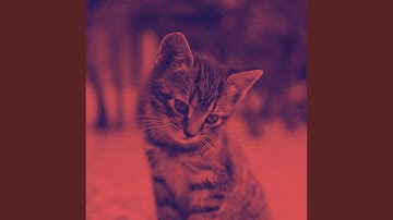 Bubbly Ambience for Lazy Cat Days