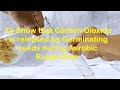 Germinating Seeds and Respiration