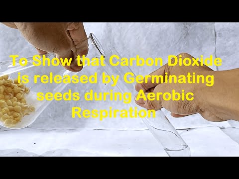 Carbon dioxide is produced during respiration Experiment