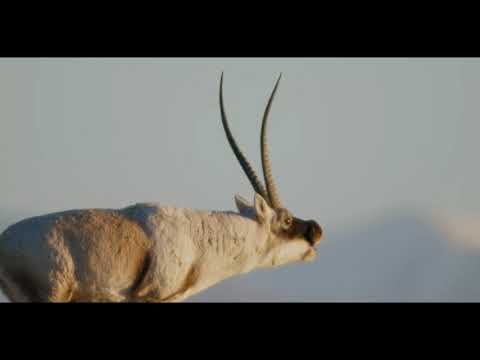 21. MAFF | China's Wild Empire - Tibetan Antelope: The Mysterious Migration - trailer