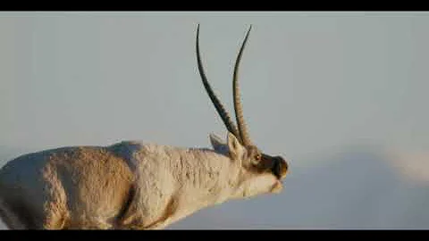 21. MAFF | China's Wild Empire - Tibetan Antelope: The Mysterious Migration - trailer - DayDayNews