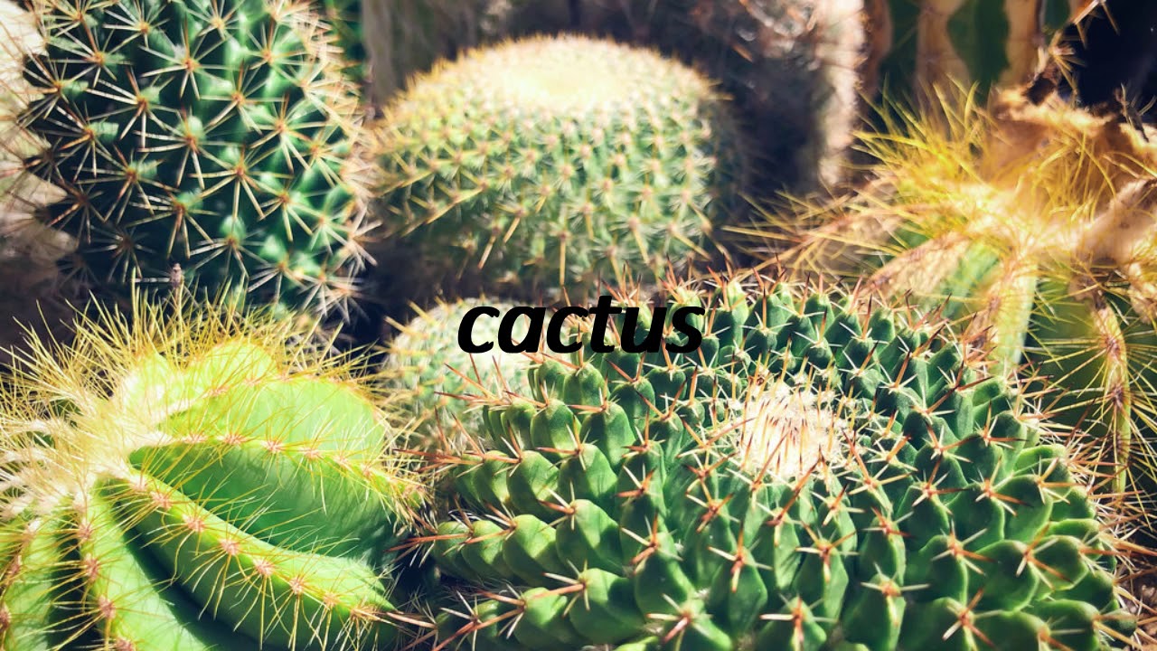 How to say cactus in Spanish? cactus