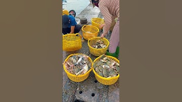 Cảng cá đầy ắp, thấy mừng cho ngư dân #haisan #phuquoc