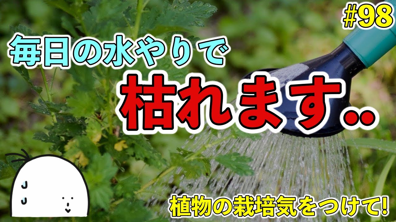 98 毎日の水やりがダメな理由 植物が枯れた原因は水やりかも 野菜は小さい方を選びなさい05 Youtube 98 毎日の水やりがダメな理由 植物が枯れた原因は水やりかも 野菜は小さい方を選びなさい05 Youtube