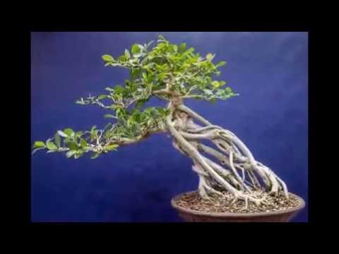 ბონსაი/bonsai.ულამაზესი ჯუჯა ხეები