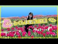 【里帰り日記2】徳島でひたすら花を見る