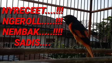 BURUNG MANTENAN GACOR