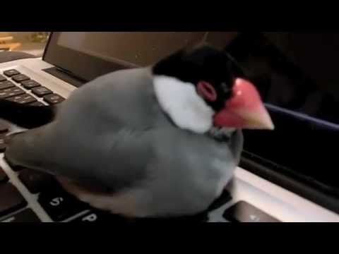 Sleepy Java sparrow 文鳥動画 マブタが重い桜文鳥 on PC