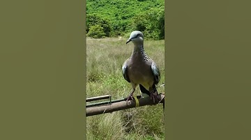 Easy Quick Dove Traps Technique #shorts