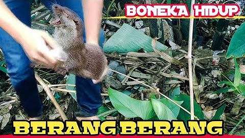 PENEMUAN SARANG OTHER || BERANG BERANG SERO