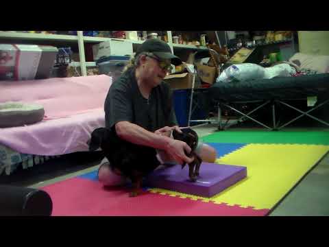 Video: Die Grundlagen der Canine Chiropractic Care