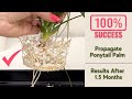 Ponytail Palm Propagation: Results After 1.5 Months | Perlite vs. Soil Mix  - YouTube