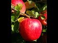 Лучшие сорта яблок. Прогулка по саду сорта  Белорусское сладкое, Арнабель, Сябрына,Поспех вербное