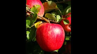 Лучшие сорта яблок. Прогулка по саду сорта  Белорусское сладкое, Арнабель, Сябрына,Поспех вербное