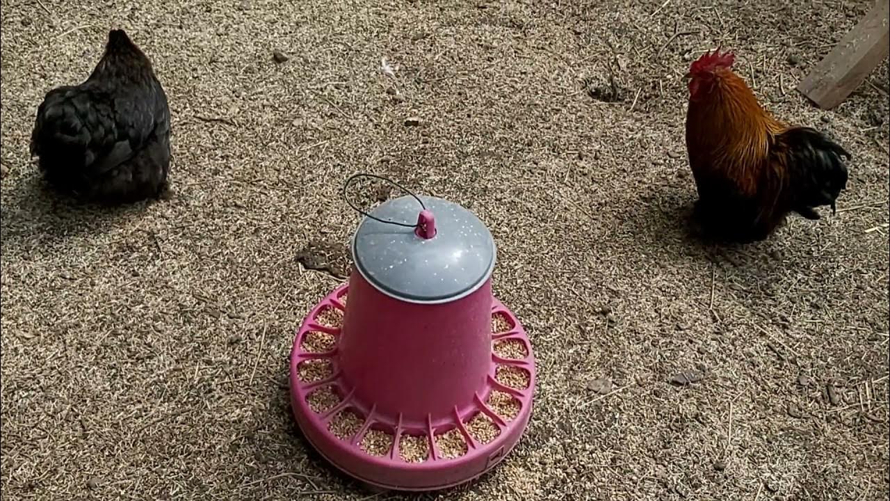 Petite astuce pour le poulailler, pour éviter la boue 👍🏼Des cocottes bien au sec 😊 YouTube