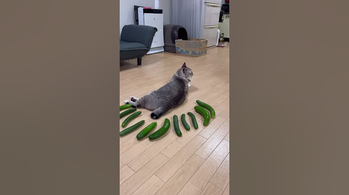 Cucumber prank in the cat 😂