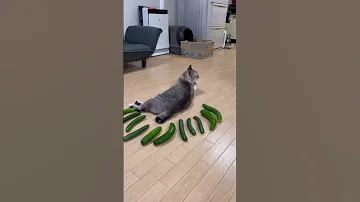Cucumber Prank In The Cat 