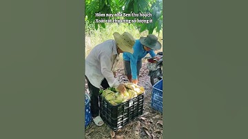 Thu hoạch xoài cát chu tại vườn