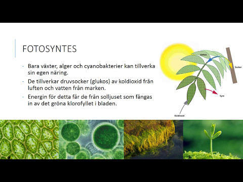 Fotosyntes och cellandning