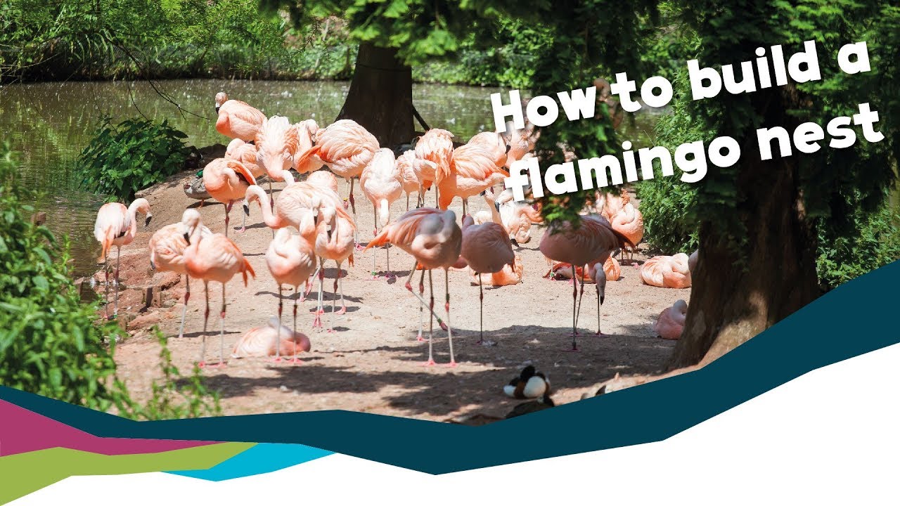 Flamingo Mud Pie Nests [Paignton Zoo] YouTube