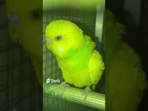 Australian Parrot Voice | Budgie Sounds #shortsfeedstry