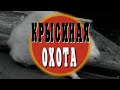 Крысиная охота