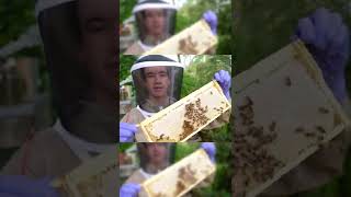 How do bees make Honey?