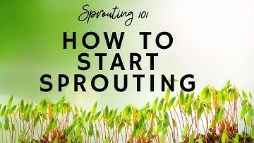 Sprouting 101: How to Start Sprouting