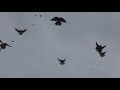 Николаевские голуби у Федора