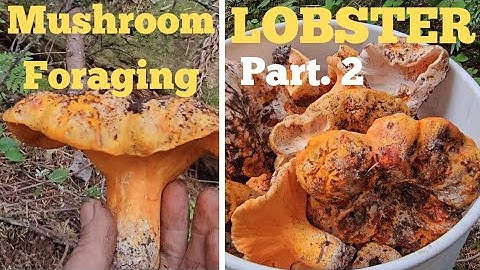 Mushroom Foraging| LOBSTER| *Preventive Messures* August 9th, 2023. Part. 2