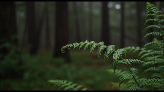 Rain wallpaper - ASMR for Deep Sleep, Meditation & Focus screenshot 2