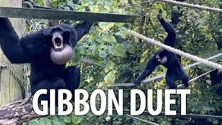 Pair of Siamang Gibbons singing a duet at Howletts zoo