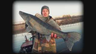 La pêche du sandre en hiver