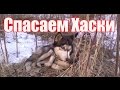 Спасаем щенка Хаски