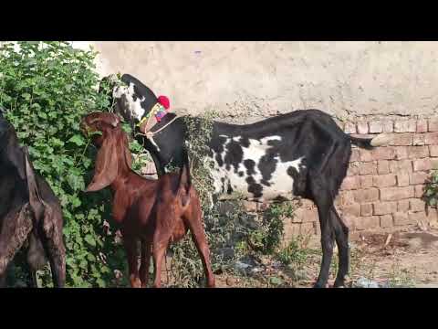 5 5 mahine k Bache or bakri phir sone wali munasib rate main rabta 03114132299