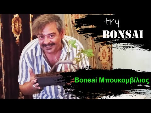 Βίντεο: Συμβουλές για μπουκαμβίλιες για μπονσάι - Μπορείτε να φτιάξετε ένα μπονσάι από φυτά μπουκαμβίλιων