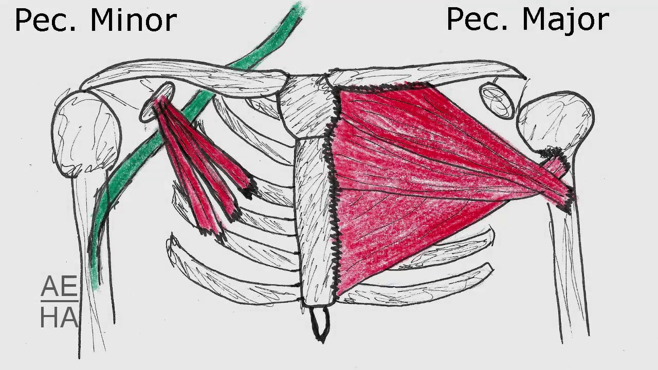 Stretching, neck and shoulder pain, chest opening, Arising Embodiment Heali...