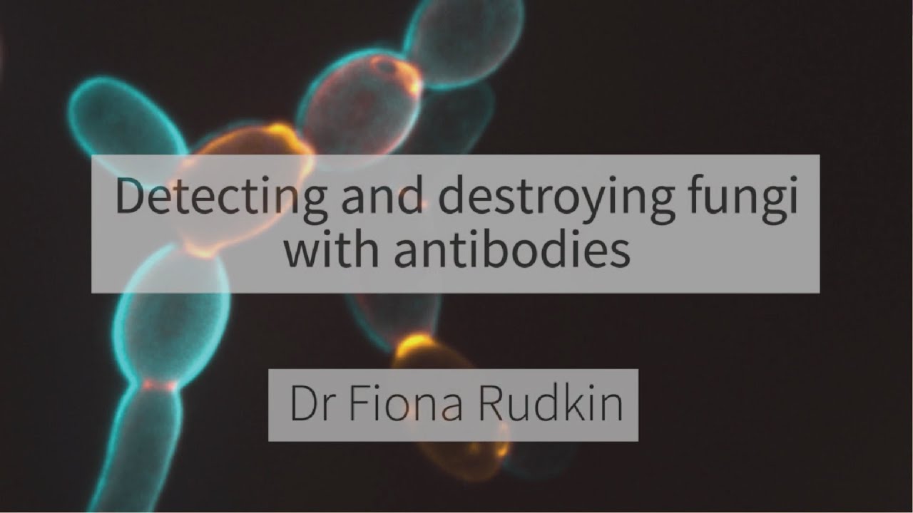 Detecting and Destroying Fungi with Antibodies YouTube