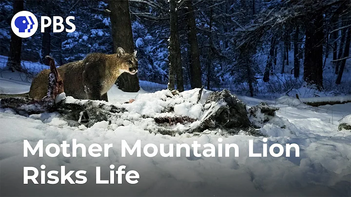 Caught on Camera: Mother Hunts Elk to Feed Six Kittens