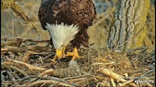 Decorah Eagles 4-11-23 7:30 am Sunny morning, HD brings fish, HM feeds DH2