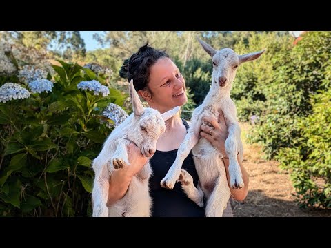 The baby goats