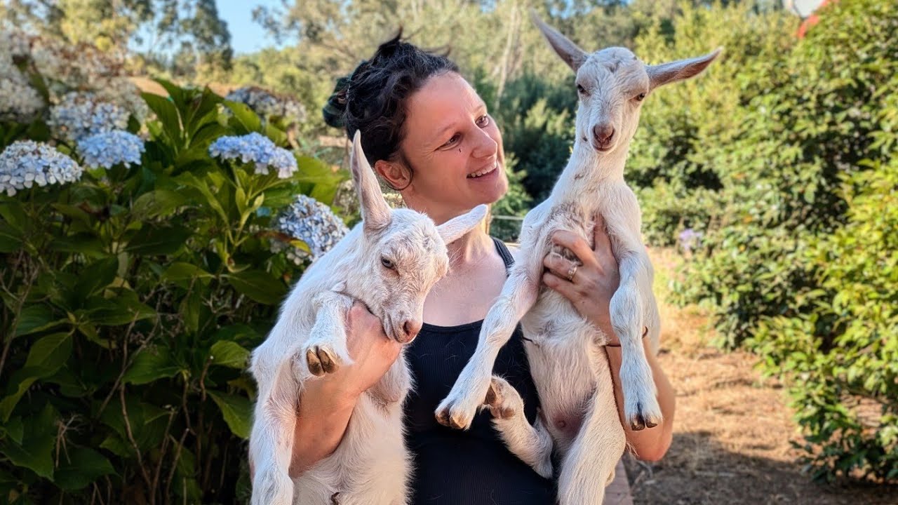 Baby goats are cute but I'm worried... Free Range Homestead Ep 85